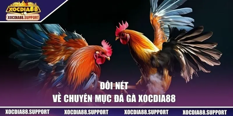 Đôi nét về chuyên mục đá gà XOCDIA88
